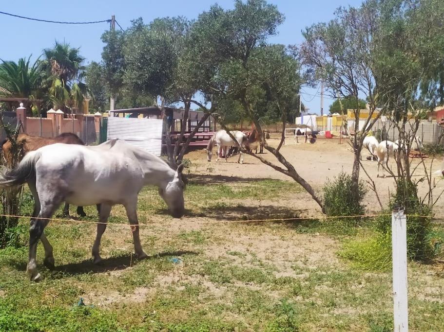 Granja America Apartman Chiclana de la Frontera Kültér fotó